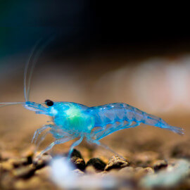 Crevette Caridina Blue Aura