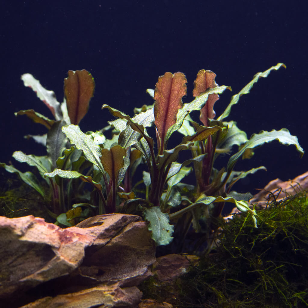 Les Plantes D'aquarium Et Leurs 3 Spécificités Dans Les Bacs