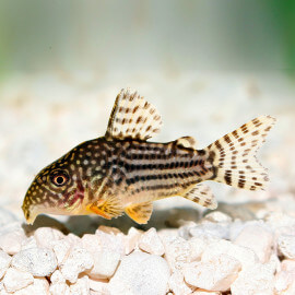 Corydoras Sterbai (Elevage)