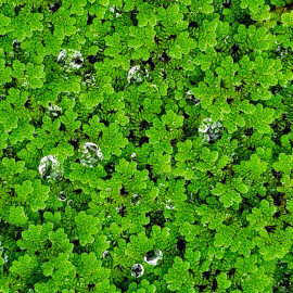 Azolla Caroliniana PREMIUM