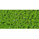 Azolla Caroliniana PREMIUM