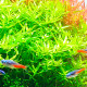 Rotala sp Green PREMIUM