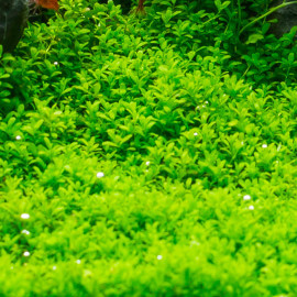 Hemianthus Callitrichoides Cuba PREMIUM - Plante d'aquarium gazonnante