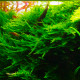 Vesicularia Dubyana Christmas Moss PREMIUM - Mousse aquatique