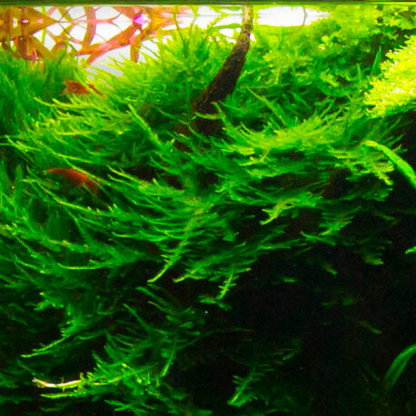 Vesicularia Dubyana Christmas Moss PREMIUM - Mousse aquatique