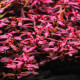 Ludwigia Palustris PREMIUM