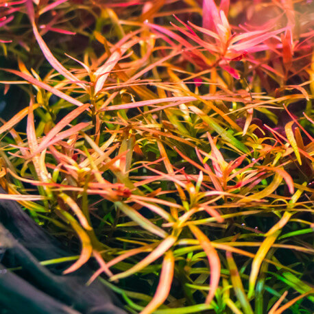 Ludwigia Arcuata Premium