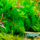 Taxiphyllum sp Long Flame - Mousse aquatique