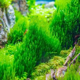 Taxiphyllum sp Long Flame - Mousse aquatique