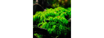 Vesicularia Ferriei Weeping Moss