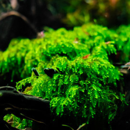 Vesicularia Ferriei Weeping Moss
