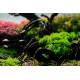Vesicularia Ferriei Weeping Moss - Mousse aquatique
