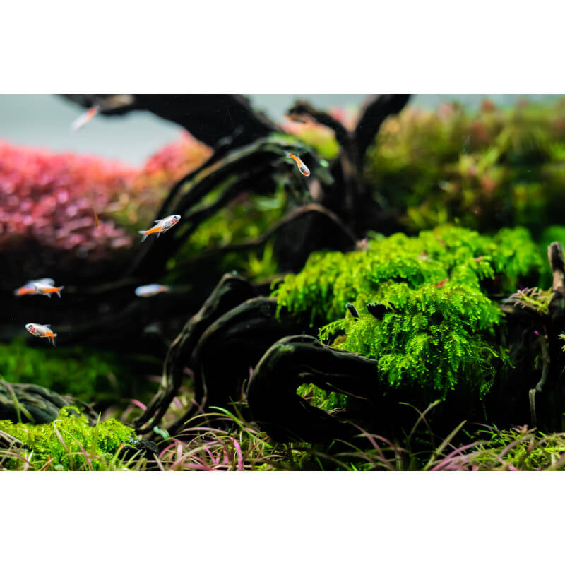 Vesicularia dubyana Christmas Moss - Mousse Aquarium - Paludarium