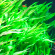 Hygrophila Corymbosa Siamensis PREMIUM