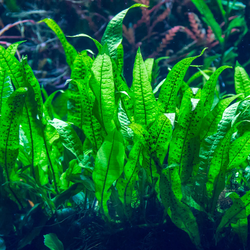Microsorium Pteropus 'Narrow' – Plante D’aquarium Vivante Pour Eau Douce, Facile D’entretien, Avec Passeport Phytosanitaire