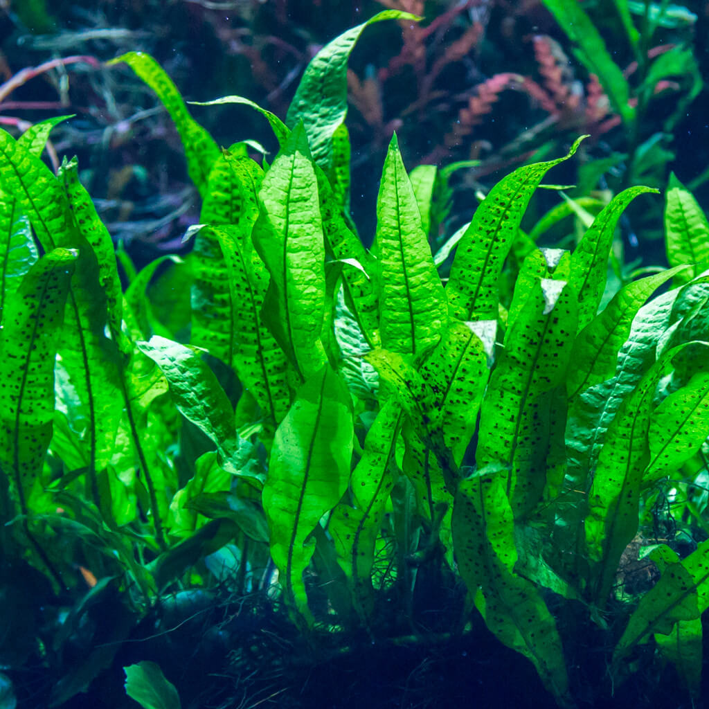 Plante Arrière plan d'aquarium : Microsorum Pteropus PREMIUM pour aquarium  eau douce - 11.95€