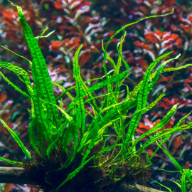 Microsorum Pteropus Narrow