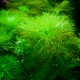 Limnophila Aquatica PREMIUM - Plante d'aquarium