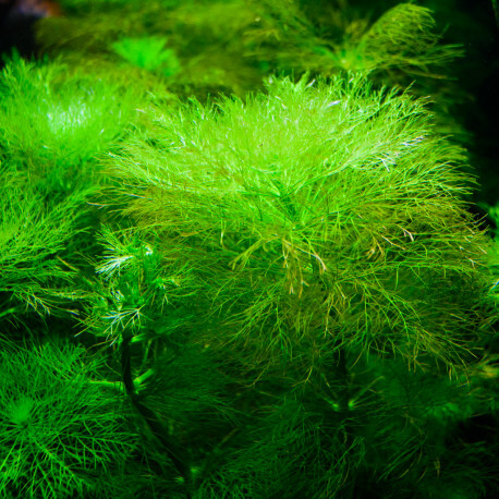 Limnophila Aquatica PREMIUM - Plante d'aquarium