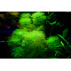Limnophila Aquatica PREMIUM - Plante d'aquarium