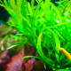 Hygrophila Corymbosa Siamensis Pied Mère