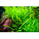 Hygrophila Corymbosa Siamensis PREMIUM