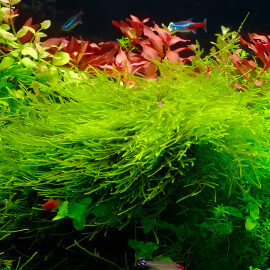 Taxiphyllum Barbieri (Mousse de Java) PREMIUM - Mousse aquatique