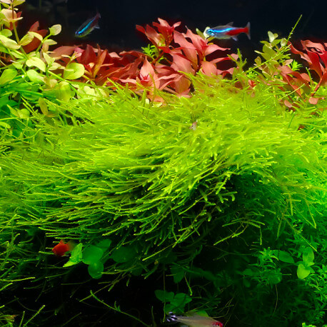 Mousses pour aquarium : Taxiphyllum Barbieri (Mousse de Java