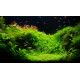 Taxiphyllum Barbieri (Mousse de Java) PREMIUM - Mousse aquatique