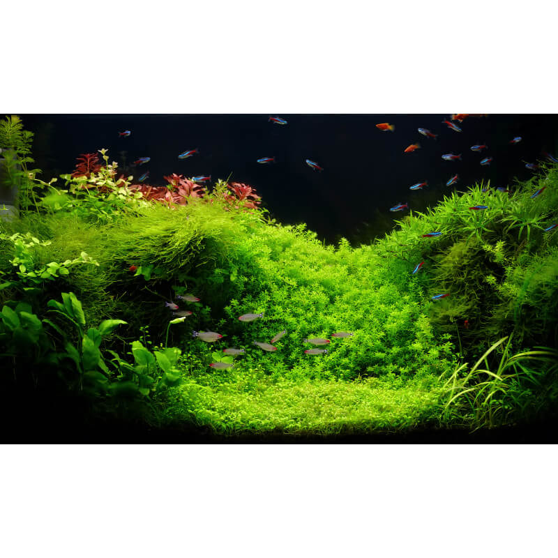 Mousses pour aquarium : Taxiphyllum Barbieri (Mousse de Java