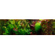 Echinodorus ozelot green premium