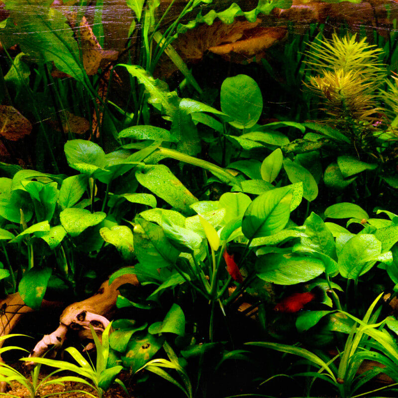 Plante d'aquarium vivante Anubias Nana pot de 5 cm par 2 pièces