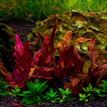 Plantes d'aquarium colorées : Alternanthera RosaNervig PREMIUM pour aquarium  eau douce - 8.95€