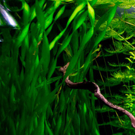 vallisneria asiatica premium