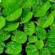 salvinia natals premium