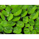 salvinia natals premium