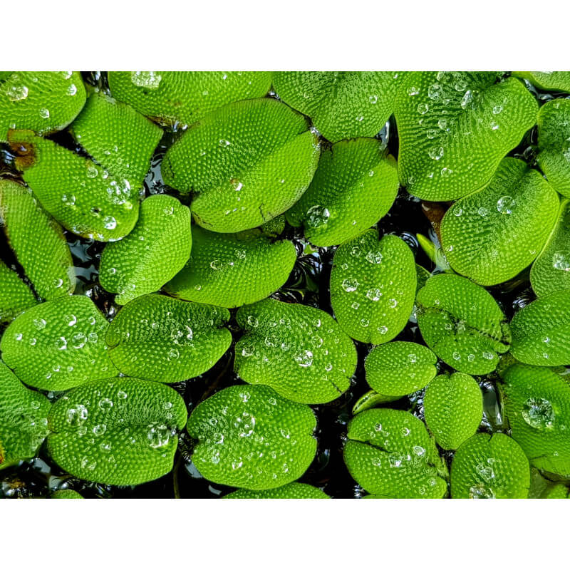 Plante Plantes d'aquarium flottantes : Salvinia Natans Premium - Plante  Flottante pour Aquarium et Bassin pour aquarium eau douce - 7.95