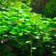 hydrocotyle sp japan premium