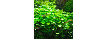 Lots De Plantes D Aquarium Intermediaire Paysage Aquatique N Pour Aquarium Eau Douce 223 95