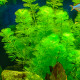 cabomba aquatica premium