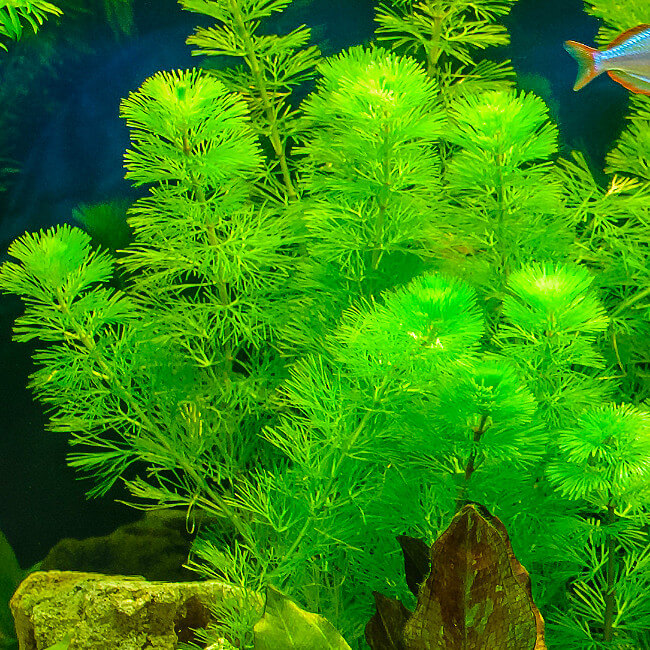 Plante Plantes d'aquarium flottantes : Ceratophyllum Demersum