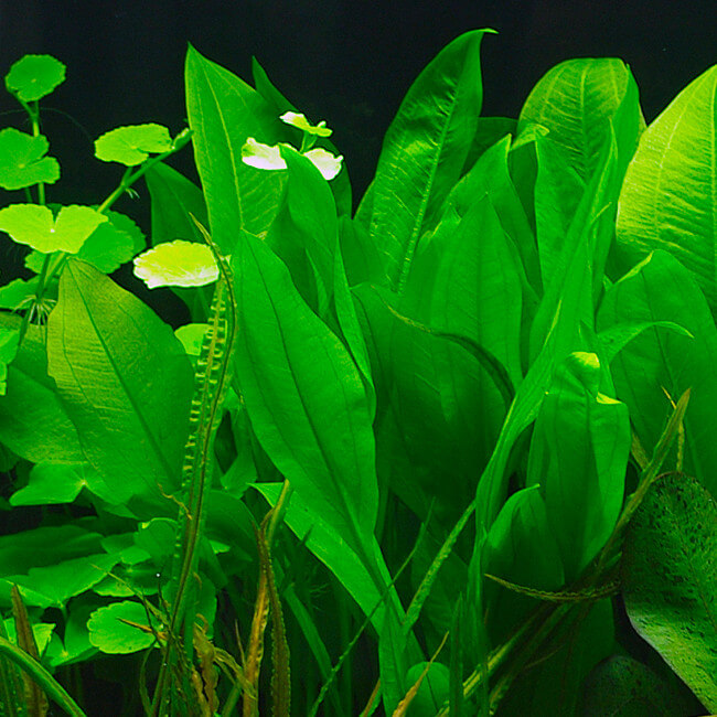 Plante d'aquarium vivante Echinodorus icus pot de 5 cm par 3 pièces