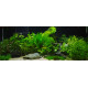 echinodorus bleheri premium