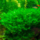 Monosolenium Tenerum premium - Mousse aquatique