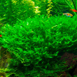 Monosolenium Tenerum premium - Mousse aquatique