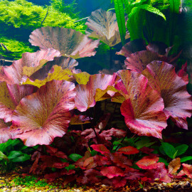 Plantes en Aquarium : astuces d'une plantation réussie [Aquatiques] ✿AN
