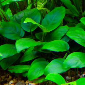 Anubias Barteri var Nana PREMIUM