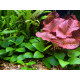 Anubias barteri var nana premium