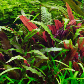 cryptocoryne wendtii mi oya premium