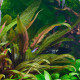 cryptocoryne wendtii brown premium